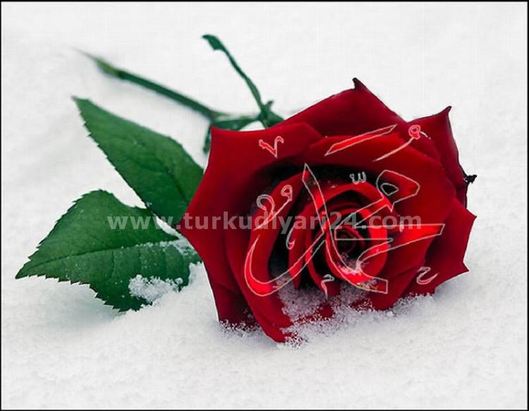 http://www.turkudiyari24.com/Upload/resim/muhammed6sebi6-dilek-201302140352.jpg